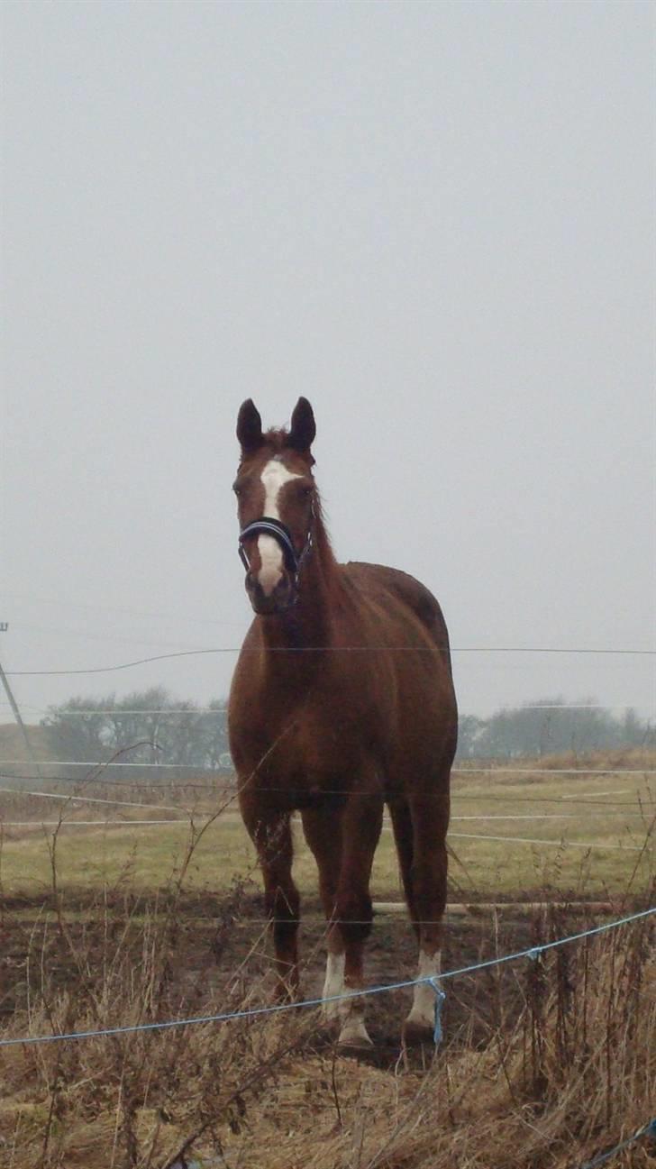 Svensk Varmblod Fröken shelli - se vores flotte pige:) efter hun har taget på;)  billede 9