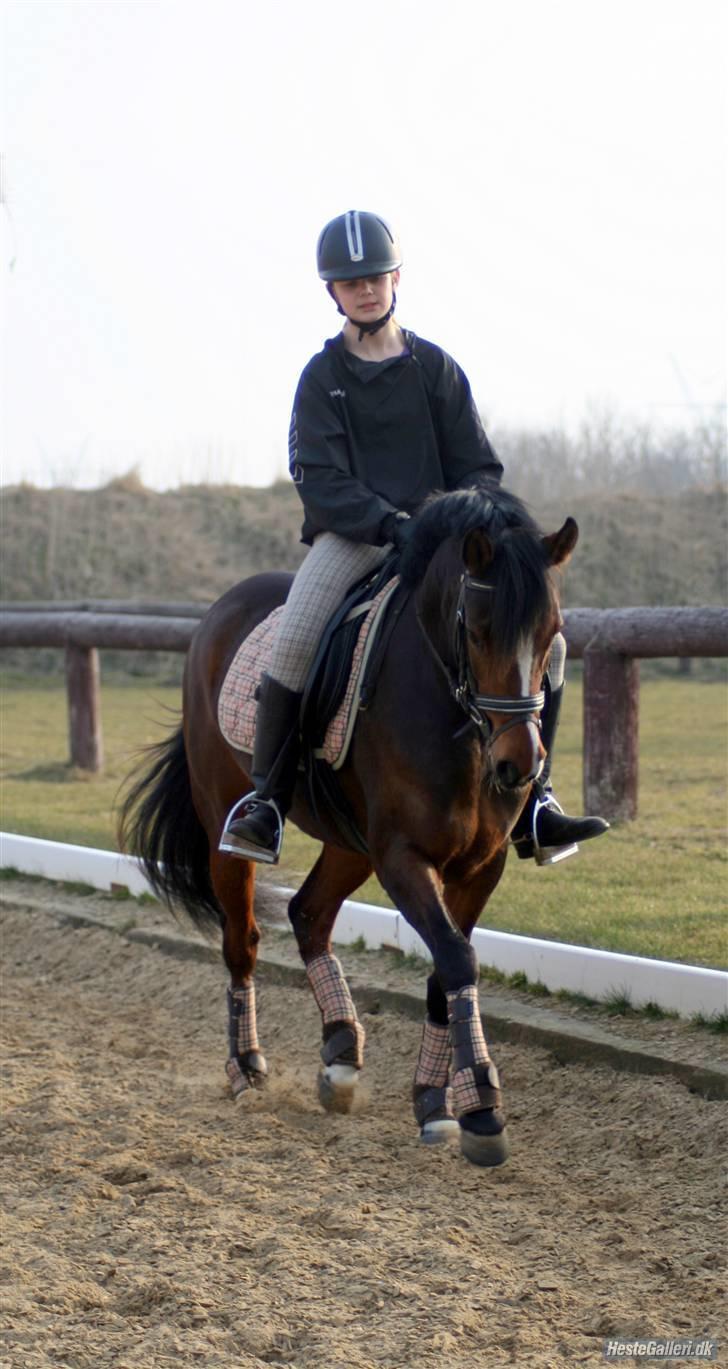 Welsh Partbred (Sec F) Daisy JV - Solskin :D <3 billede 12