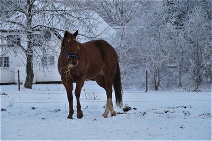 Paint Two Spot Ice billede 15