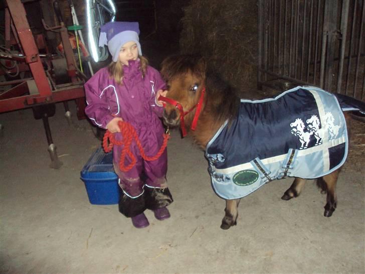 Shetlænder Raja billede 1