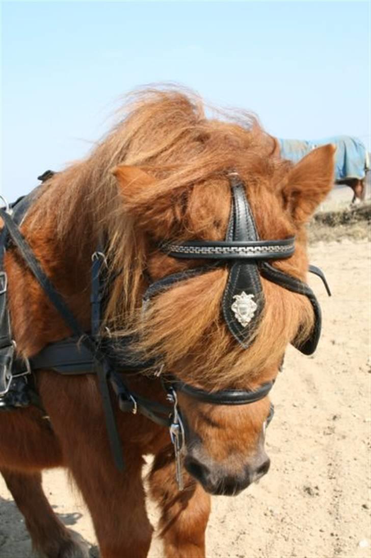 Shetlænder Hansen billede 18