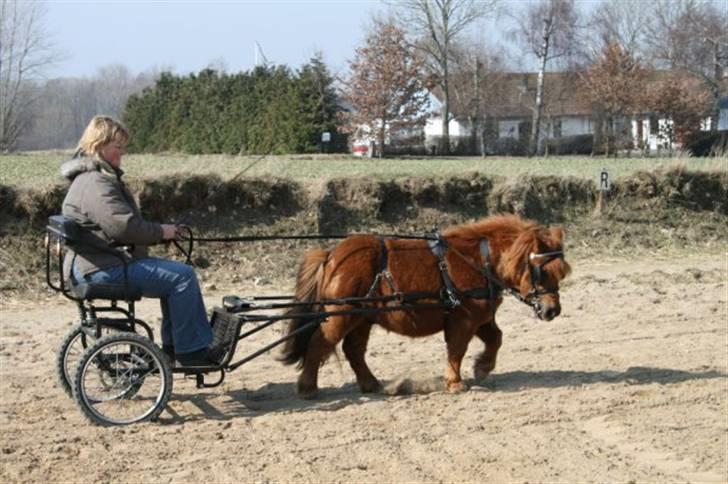 Shetlænder Hansen billede 19