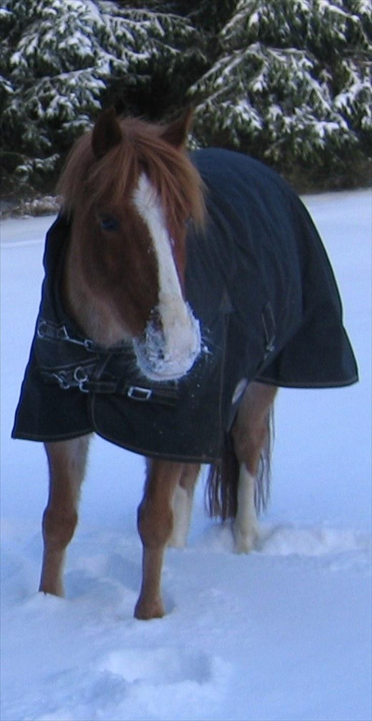 Anden særlig race esprit billede 11