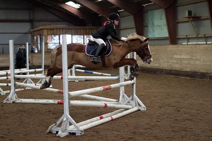 Welsh Pony af Cob-type (sec C) Tarzan *B-PONY* Solgt & savnet:´( - WOW du flyver jo<33(købt billed) billede 4