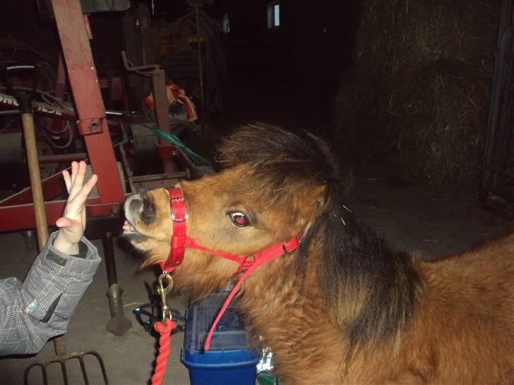 Shetlænder Raja billede 2