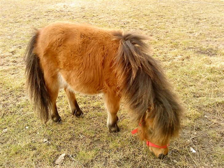 Shetlænder Raja billede 3