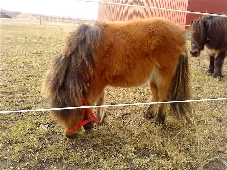 Shetlænder Raja billede 4