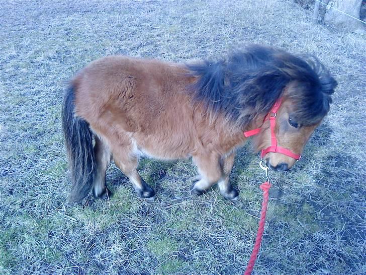 Shetlænder Raja billede 5