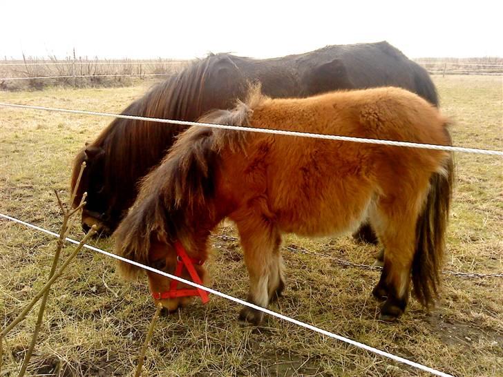 Shetlænder Raja billede 6