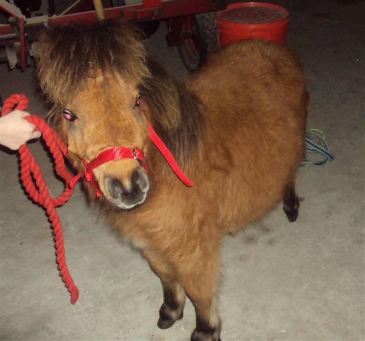 Shetlænder Raja billede 7