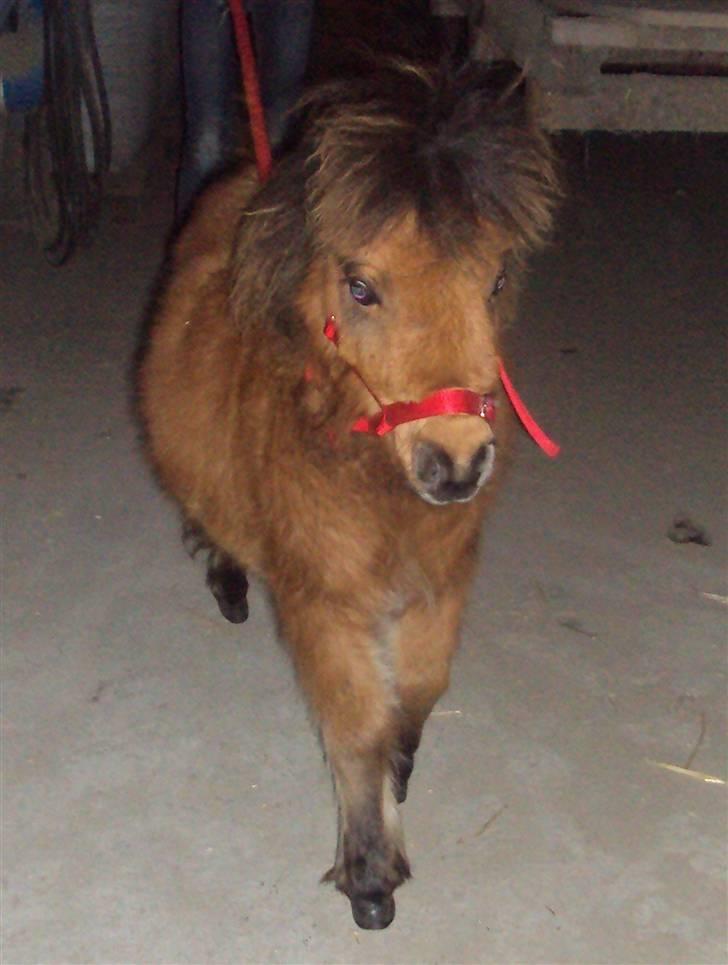 Shetlænder Raja billede 8