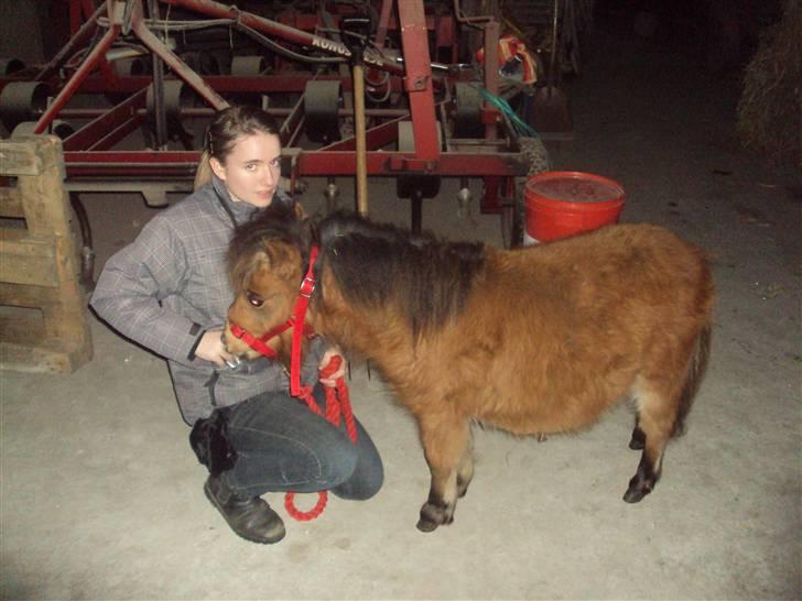 Shetlænder Raja billede 9