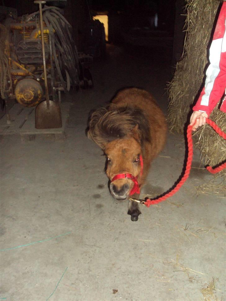 Shetlænder Raja billede 10