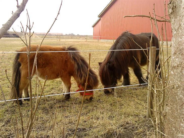 Shetlænder Raja billede 11