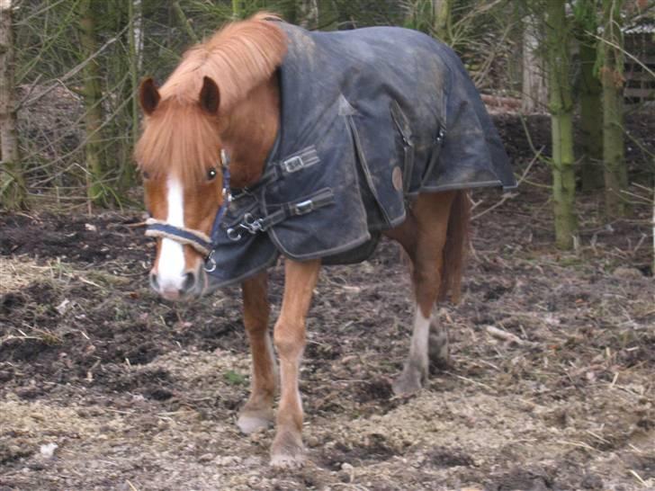 Anden særlig race esprit billede 13