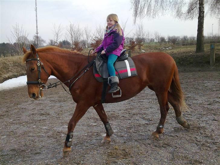 Frederiksborg vivaldi"s sunshine R.I.P billede 12