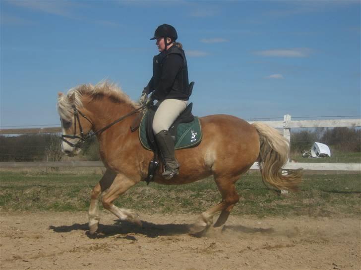 Haflinger Koldbakkens Hertz - 2 gang jeg red Hertz, helt fantastisk hest. billede 2