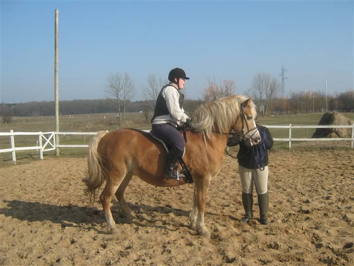 Haflinger Koldbakkens Hertz - Noget anspændt, men det er der vel heller ikke noget at sige til efter så lang tid uden at blive redet. billede 3