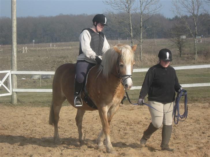 Haflinger Koldbakkens Hertz billede 4
