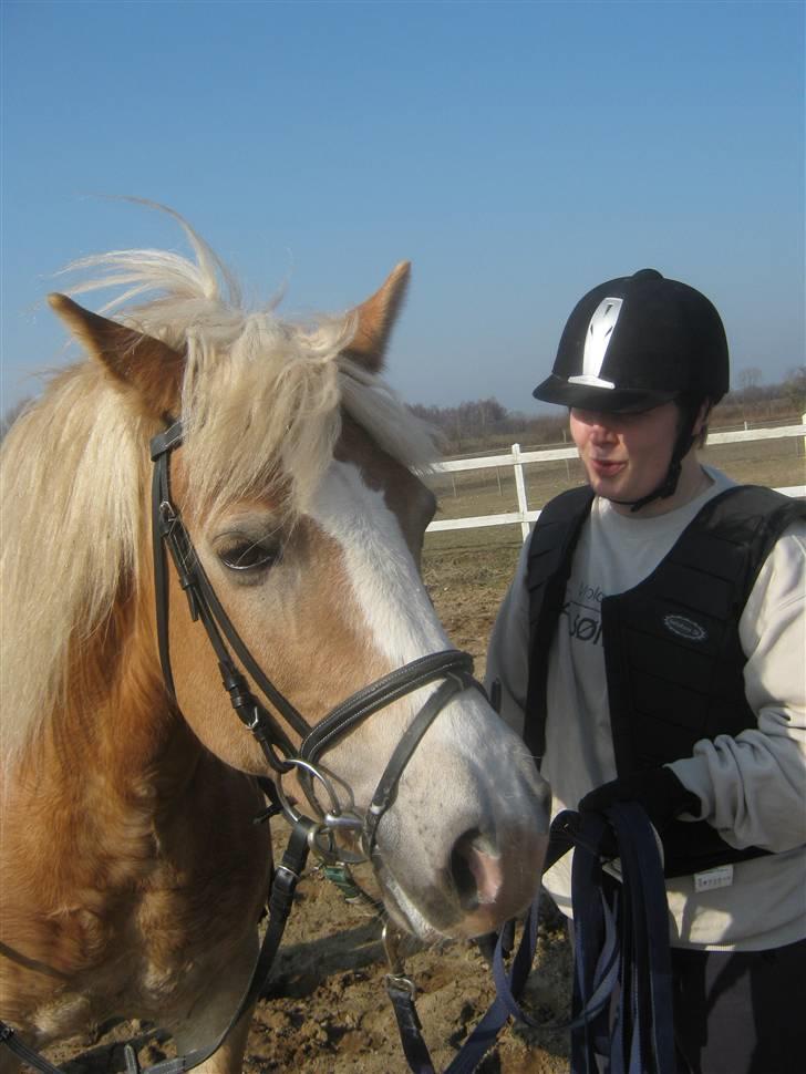 Haflinger Koldbakkens Hertz - PU HA nu blev jeg træt efter den ridetur. billede 5