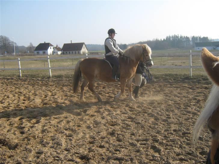 Haflinger Koldbakkens Hertz - Første gang med rytter på i de sidste 2 -3 år. billede 6