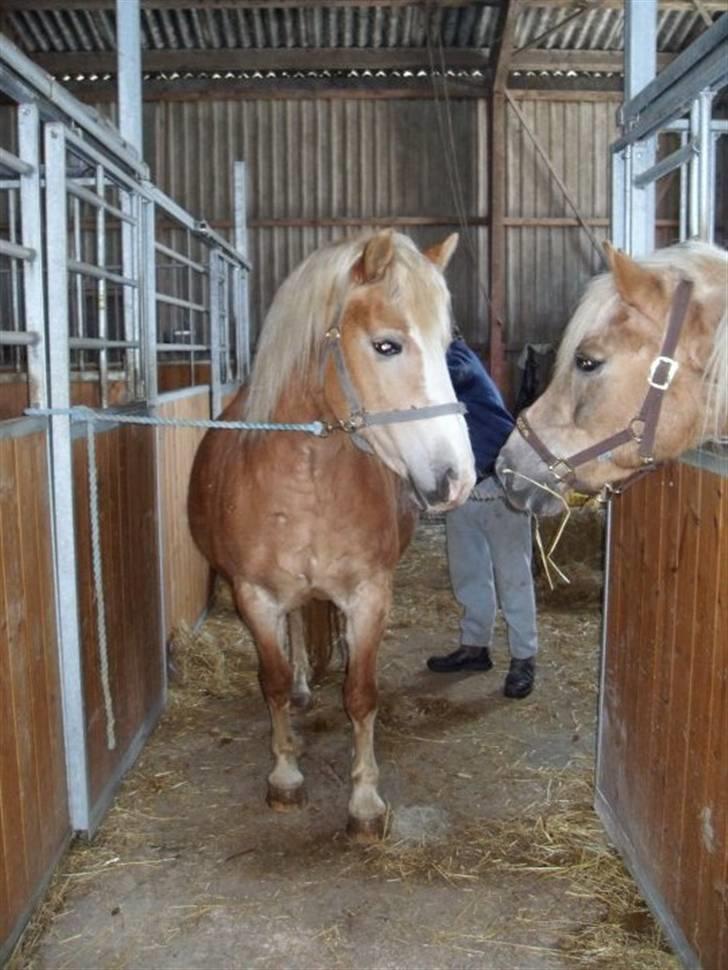 Haflinger Koldbakkens Hertz - Hertz på staldgangen hos Lajla inden jeg købte hende. billede 7