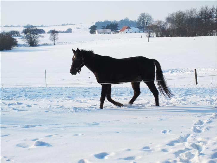 Anden særlig race Bremerholm´s Sunshine billede 14