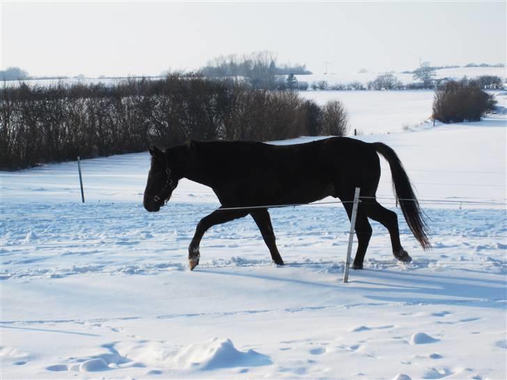 Anden særlig race Bremerholm´s Sunshine billede 15