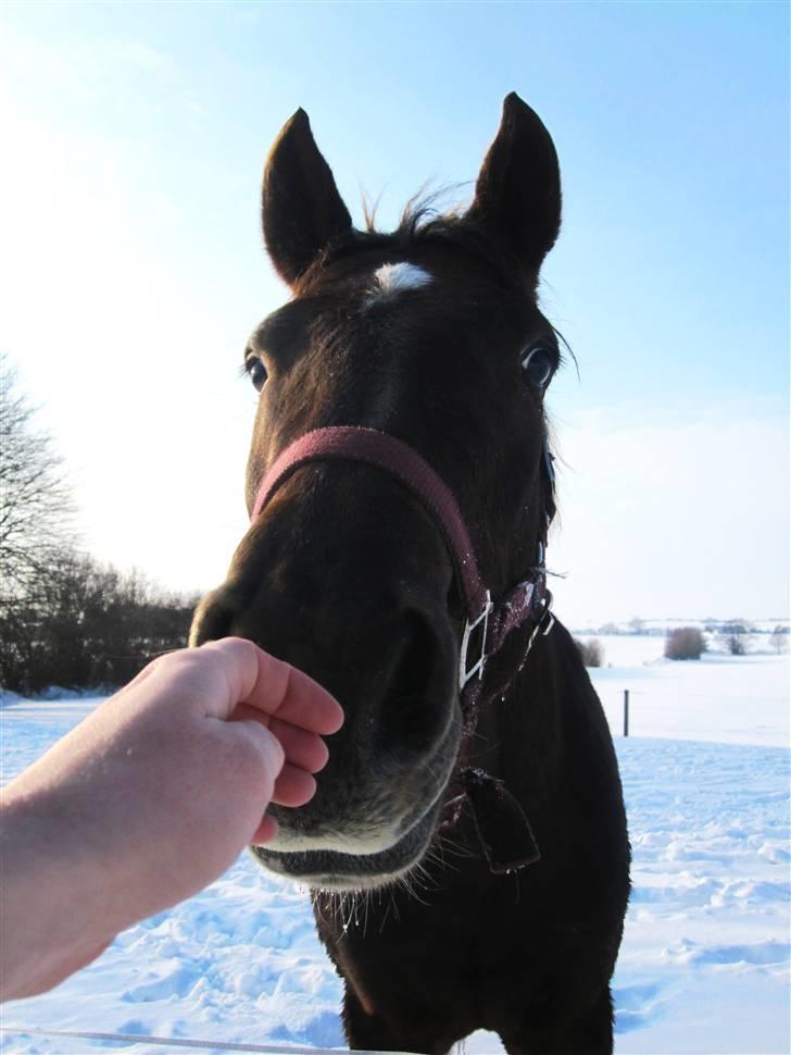Anden særlig race Bremerholm´s Sunshine - smil :) billede 16
