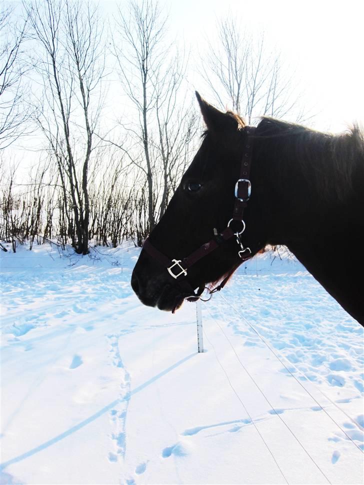 Anden særlig race Bremerholm´s Sunshine - my sunshine. billede 17