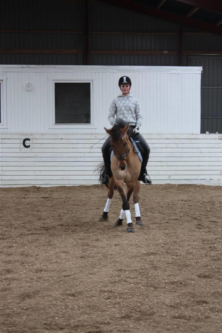 Anden særlig race Højgårdens Bella billede 19