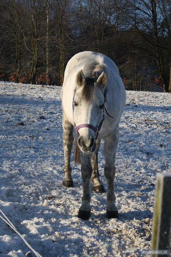 Anden særlig race Gordon •Fortid;(• SAVNET! - 4) Det tager mig et par sekunder af sige hvor meget jeg elsker dig, men mere end et helt liv til af vise det! Hej med diig<3 Foto:OM©  billede 1