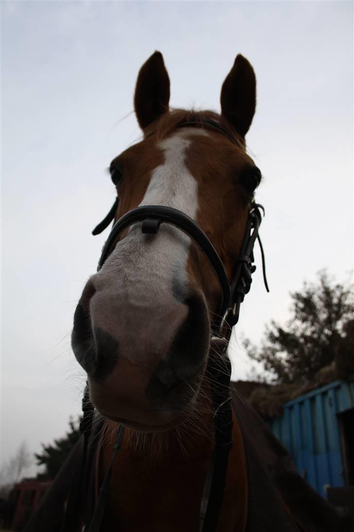 Hollandsk Sportspony Chantelle † miss you † -  14) My lover! (; | Foto: ECS ( mig ) | billede 14