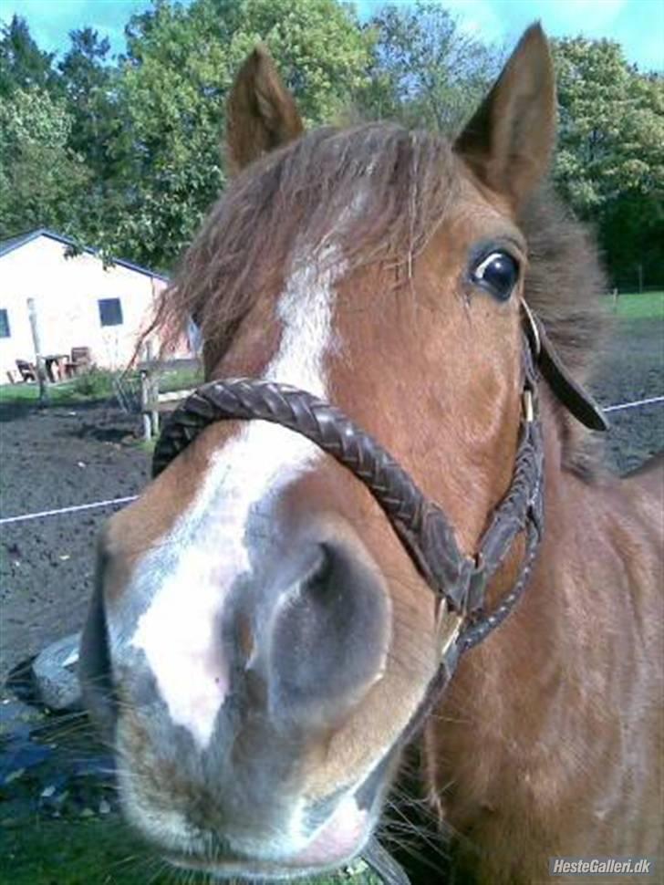 New Forest Shertan R.I.P  - (: billede 8