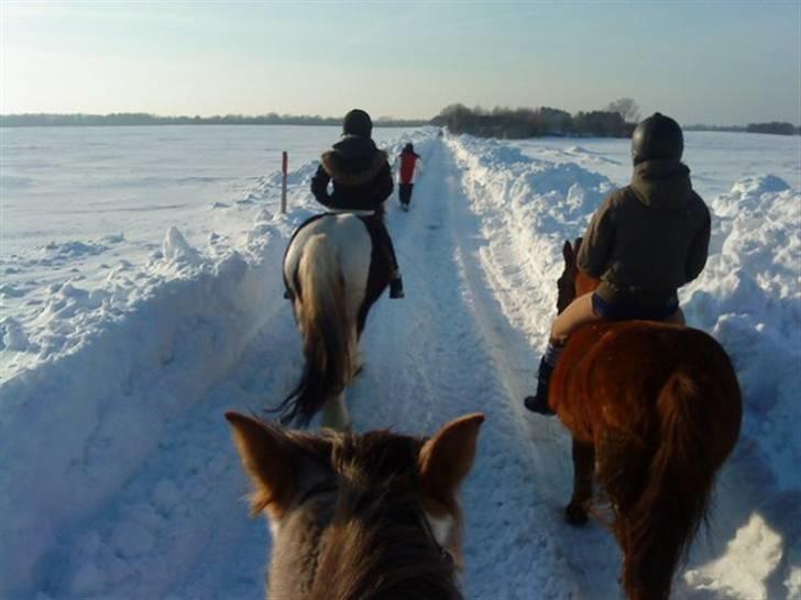 New Forest Shertan R.I.P  - atter sne!(: billede 9