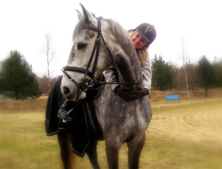 Dansk Varmblod Coroli *R.I.P* - Skridter af udenfor :-) billede 11