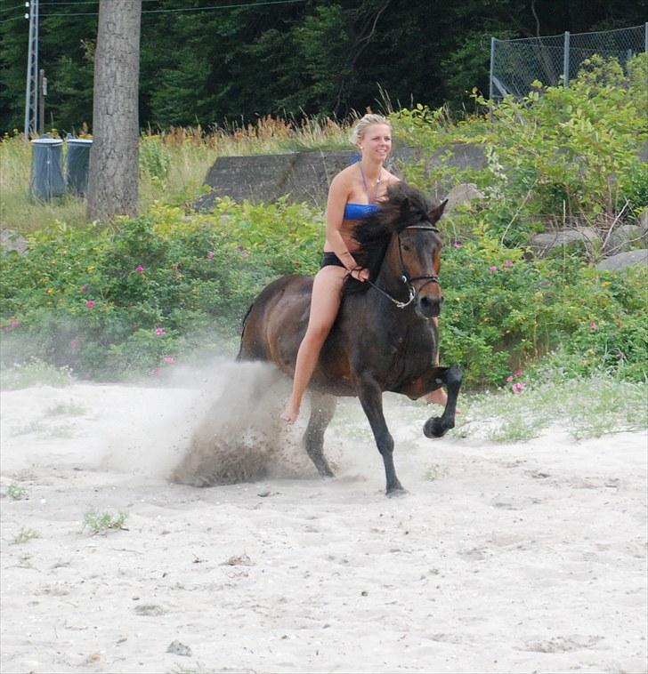 Islænder Dagfari fra Brunemark -  galop på stranden!  den hest betyder alt for mig! billede 5