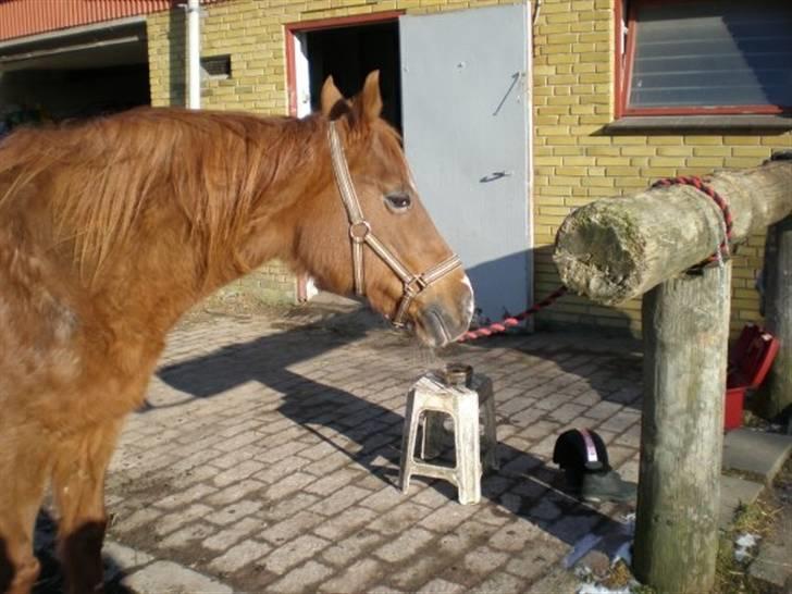 Sportsaraber (A) Felicia!<3 tildhest r.i.p - Smukke Fylle på strigle pladsen <3 billede 3