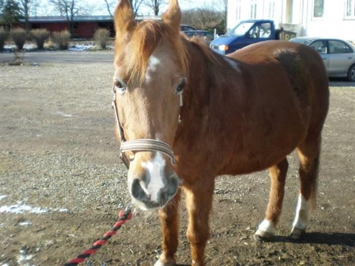 Sportsaraber (A) Felicia!<3 tildhest r.i.p - Er hun ikke kær??? <3 billede 5