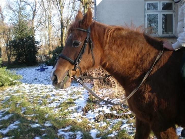 Sportsaraber (A) Felicia!<3 tildhest r.i.p - Fylle´s smukke hoved <3 billede 7