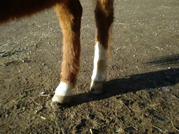 Sportsaraber (A) Felicia!<3 tildhest r.i.p billede 8