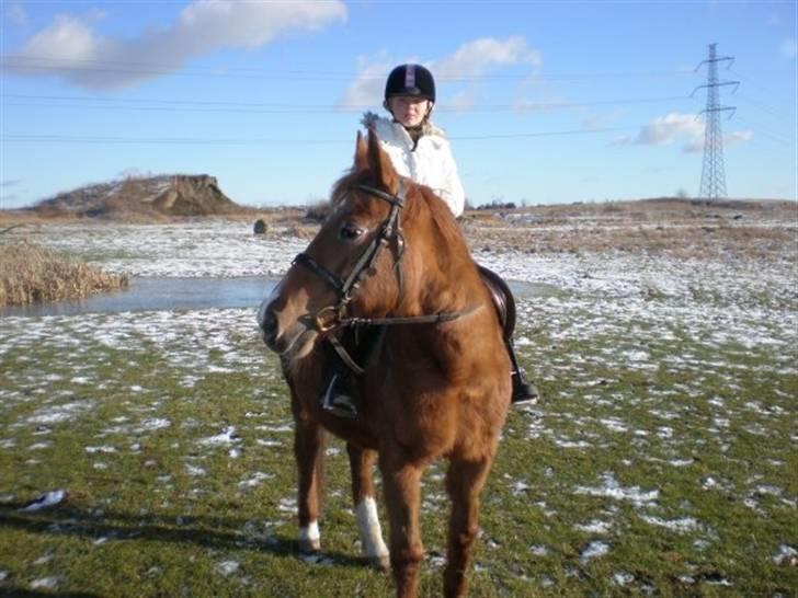 Sportsaraber (A) Felicia!<3 tildhest r.i.p - Mig & Fylle på ridetur <3 billede 10