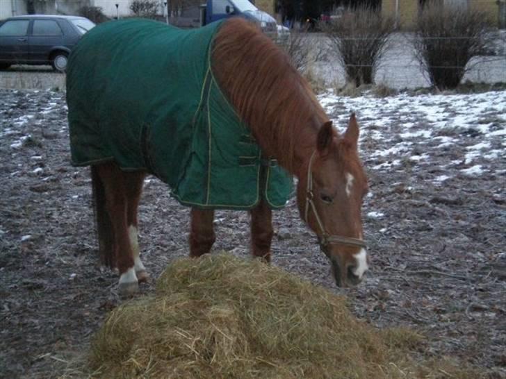 Sportsaraber (A) Felicia!<3 tildhest r.i.p - Fyllepigen der spiser <3 (; billede 12