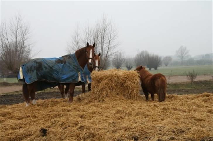 Shetlænder Hansen - Så er Hansen accepteret billede 20