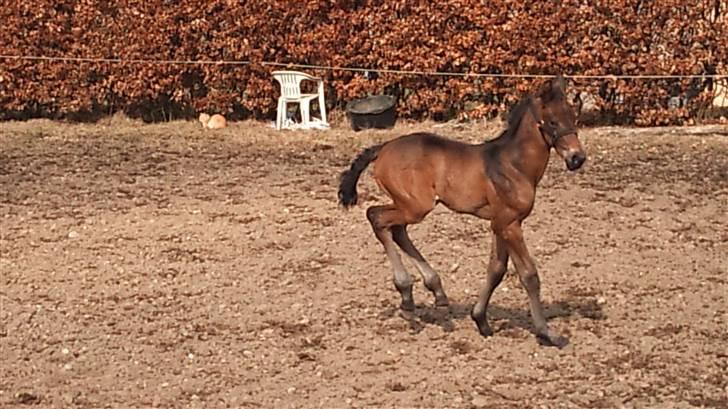 Dansk Varmblod Sunshine cheri af temptation billede 10