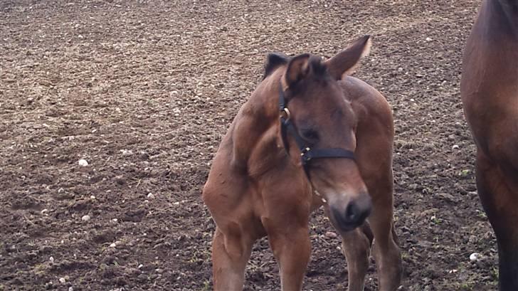 Dansk Varmblod Sunshine cheri af temptation billede 11