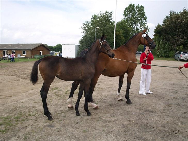 Dansk Varmblod Sunshine cheri af temptation billede 12