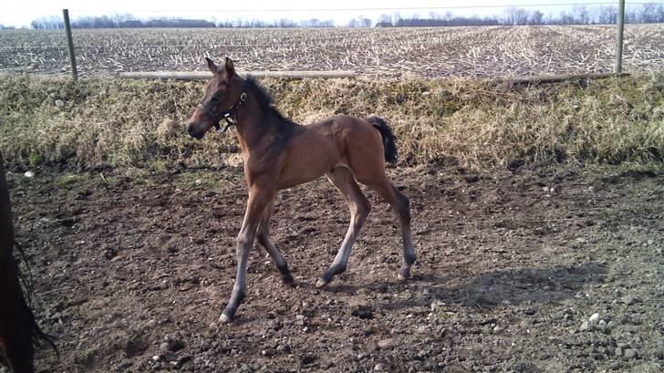 Dansk Varmblod Sunshine cheri af temptation billede 13