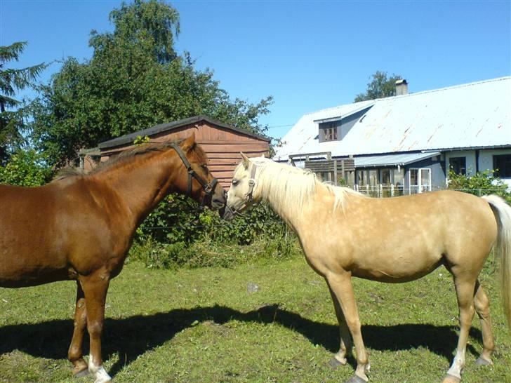 New Forest Shertan R.I.P  - Shertan og hans kæreste ´sille´ (: billede 11
