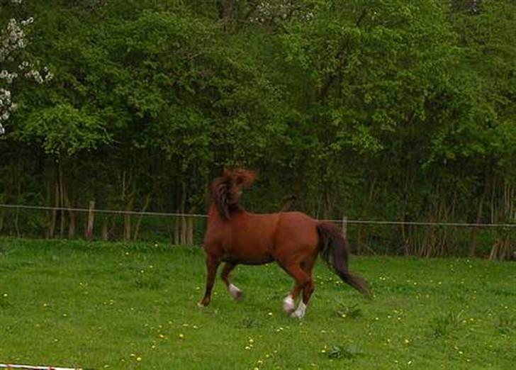 New Forest Shertan R.I.P  - Smuk_zak! billede 13